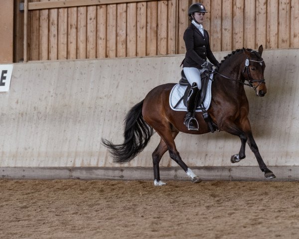 dressage horse Hesselteichs Gadi (German Riding Pony, 2019, from Gandalf)
