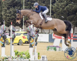 jumper Here I'm B (KWPN (Royal Dutch Sporthorse), 2012, from Nassau)