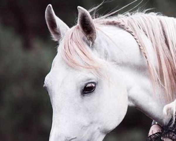 horse Salvador (Arabian purebred, 2010)