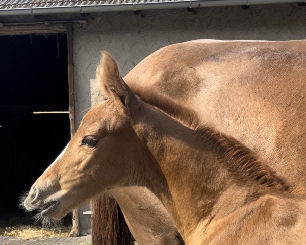 horse Rös (Westphalian, 2023, from Dynamic Dream)