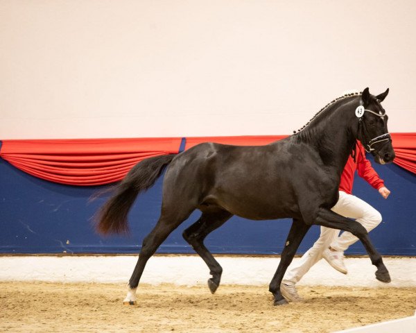 horse Dr. Feelgood (German Riding Pony, 2019, from Kastanienhof Donnertrommler)