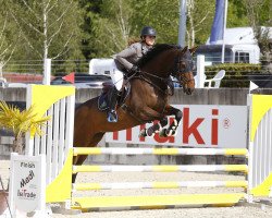 jumper Cherie D'Amour (KWPN (Royal Dutch Sporthorse), 2008, from Carthino Z)