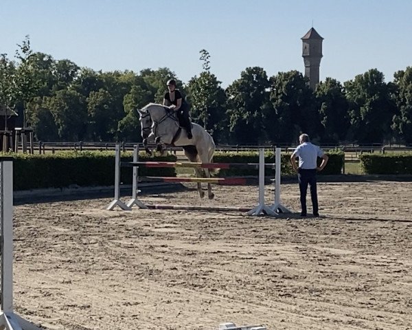 jumper Concorde 67 (Holsteiner, 2009, from Corrado I)