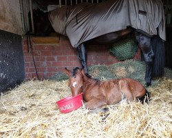 broodmare Jalea Leigh D (Little German Riding Horse, 2023, from Jacky Boy)