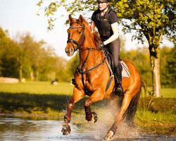 broodmare Soraya in Red (Westphalian, 2017, from Stakkato)