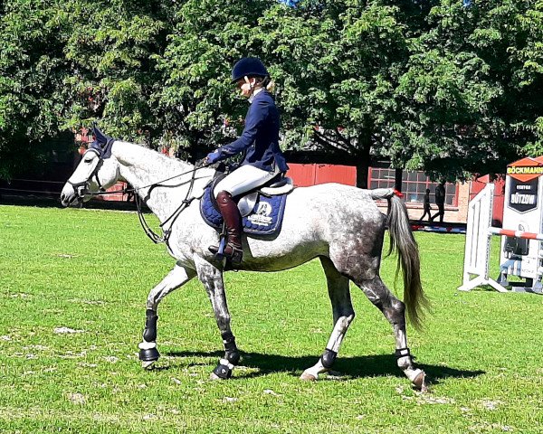 jumper Coda S (German Sport Horse, 2016, from Conturio)