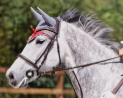 jumper Calea SG (German Sport Horse, 2016, from Christian Grey)