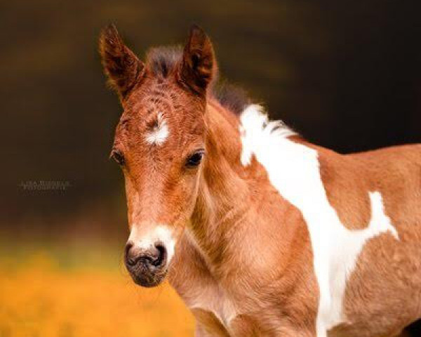 horse Racoon A (Lewitzer, 2023, from Romeo)