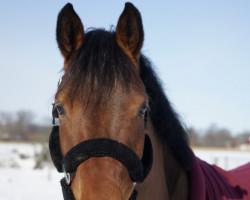 broodmare All Music's Allegra Titania (Hanoverian, 2016, from All Music)