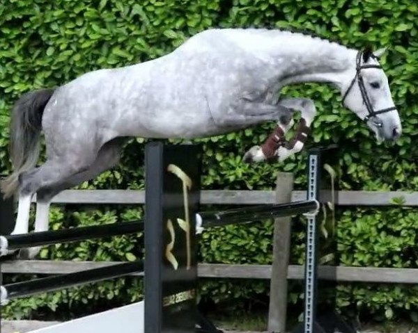 Pferd Knock Knock TZ (Zangersheide Reitpferd, 2019, von Kannan Jr)
