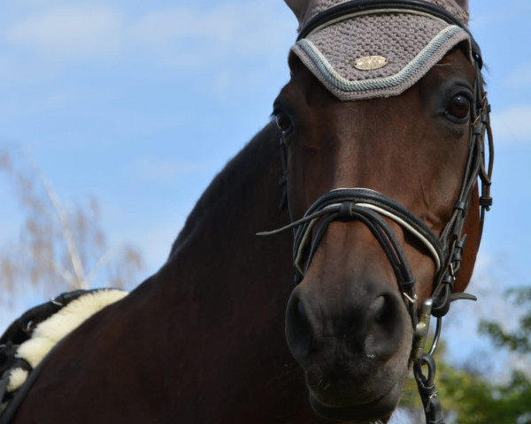 dressage horse Kamee 18 (German Riding Pony, 2002, from Speyksbosch Dancer)