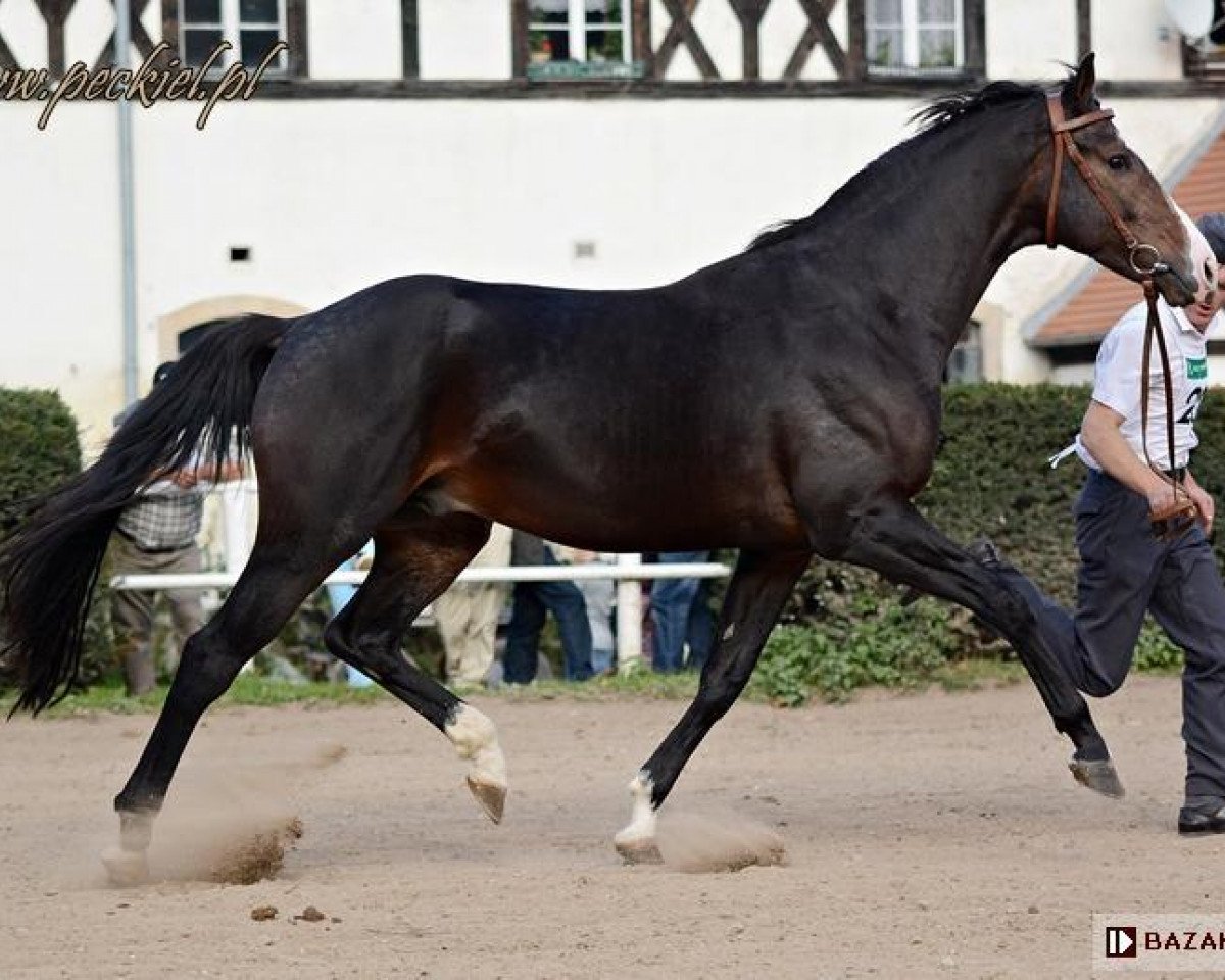Deckhengst Egerro (Polnisches Warmblut, 2011, von Salwiusz)