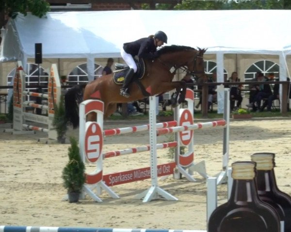 jumper Cascadero Sw (German Sport Horse, 2017, from Cartusch 21)