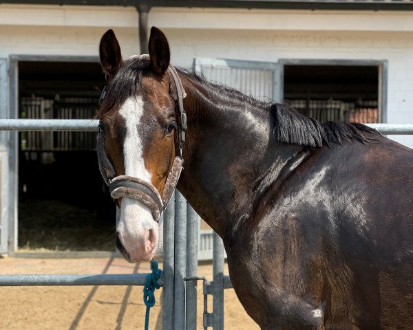 horse Quincy de Revel (Polish Warmblood, 2018, from Egerro)