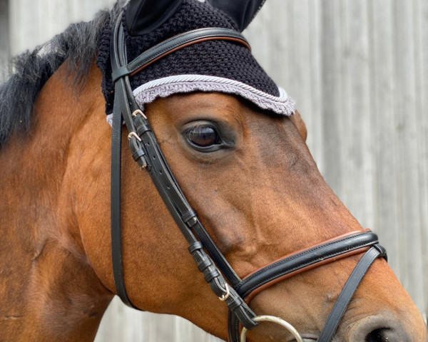broodmare Chicca 45 (Württemberger, 2009, from Chico's Boy)