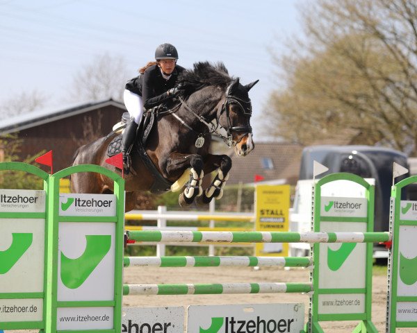 Springpferd Camillo 156 (Holsteiner, 2006, von Calato)
