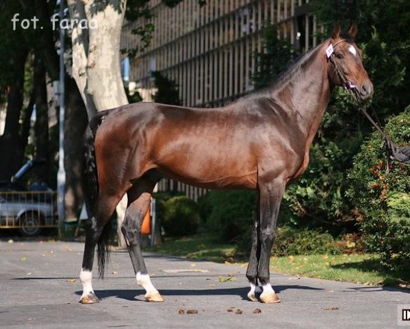 stallion Salwiusz (Polish Warmblood, 2004, from Quamiro)