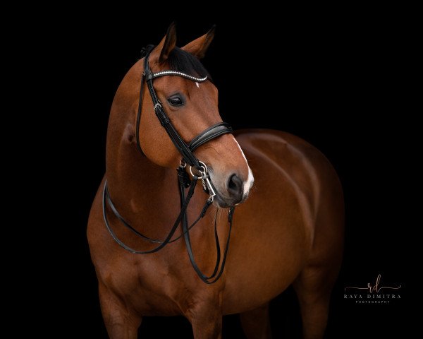 dressage horse Quinta 120 (Bavarian, 2011, from Quarterline)