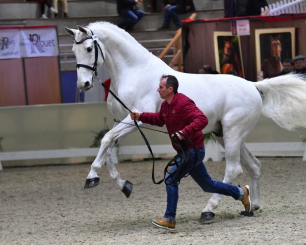 stallion Cap Kennedy (Holsteiner, 2004, from Cassini II) stallion Cap Kennedy (Holsteiner, 2004, from Cassini II)