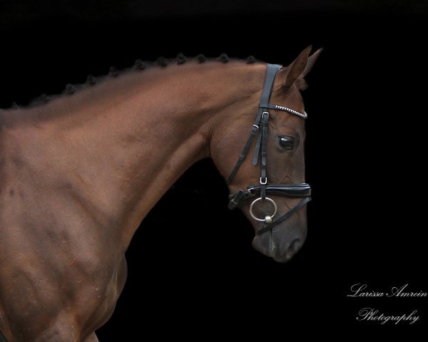 jumper Baila Von Feldmatt CH (Swiss Warmblood, 2016, from Borsalino)
