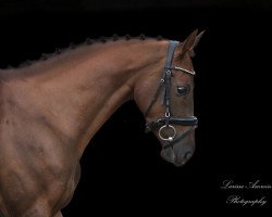 Springpferd Baila Von Feldmatt CH (Schweizer Warmblut, 2016, von Borsalino)