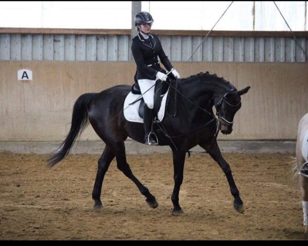 dressage horse Donsoe (Oldenburg, 2005, from Don Primero)