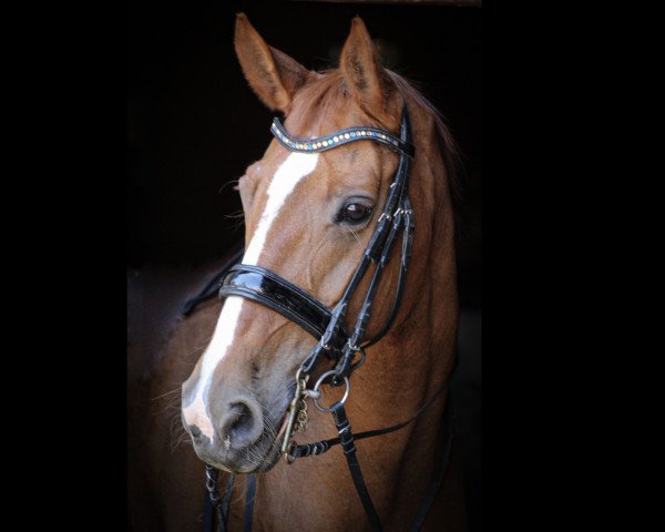 Zuchtstute Werena 21 (Hannoveraner, 2003, von Worldly I) Zuchtstute Werena 21 (Hannoveraner, 2003, von Worldly I)