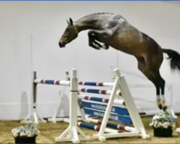 jumper Billy Ruble (anglo european sporthorse, 2017, from Comilfo Plus Z) jumper Billy Ruble (anglo european sporthorse, 2017, from Comilfo Plus Z)