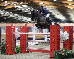 jumper Rio Bravo Z (Zangersheide riding horse, 2013, from Rodrigoo VDL)