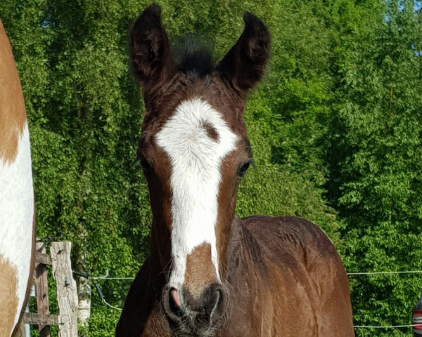 stallion Sir Lovely Spectre TR (Pinto / Hunter, 2023, from Sunny Boy Junior)
