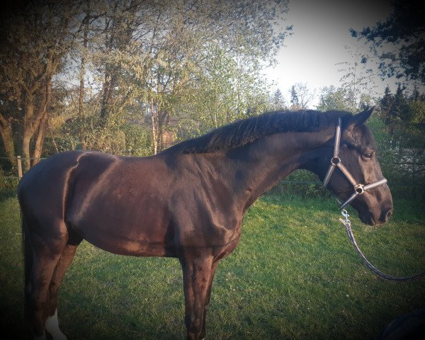 horse Don Dropje (Oldenburg, 2018, from Don Olymbrio)