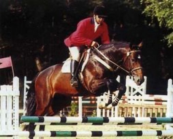 Deckhengst Fantin de Raviere (Selle Français, 1993, von Count Ivor xx)