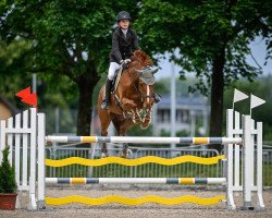 jumper Hs Victoria (Irish Sport Horse, 2013, from Castlecomer Q)