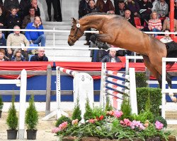Deckhengst Cascamiro (Oldenburger Springpferd, 2019, von Cascadello)