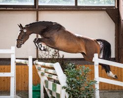 Springpferd Grand Castella S (Deutsches Reitpferd, 2019, von Grandofornio S)