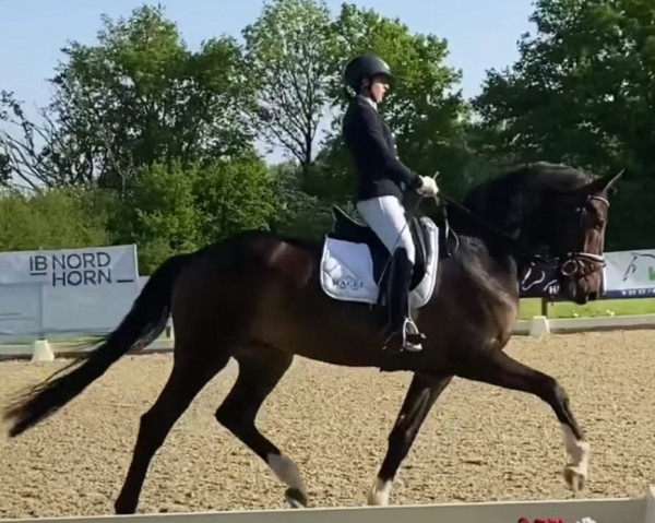 Pferd Obama W.S. (KWPN (Niederländisches Warmblut), 2019, von Fontaine TN)