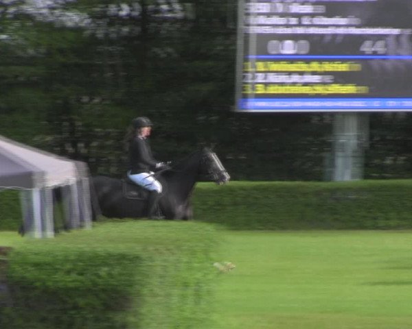 Reitturnier Westeregeln 2023