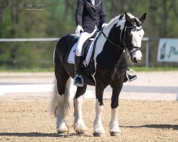 dressage horse Aba Hatschi 5 (Pony without race description, 2012)