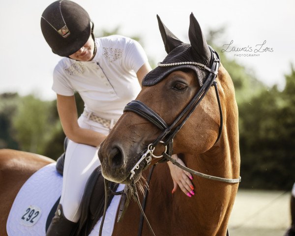 dressage horse Benito 157 (Rhinelander, 2005, from Boss) dressage horse Benito 157 (Rhinelander, 2005, from Boss)
