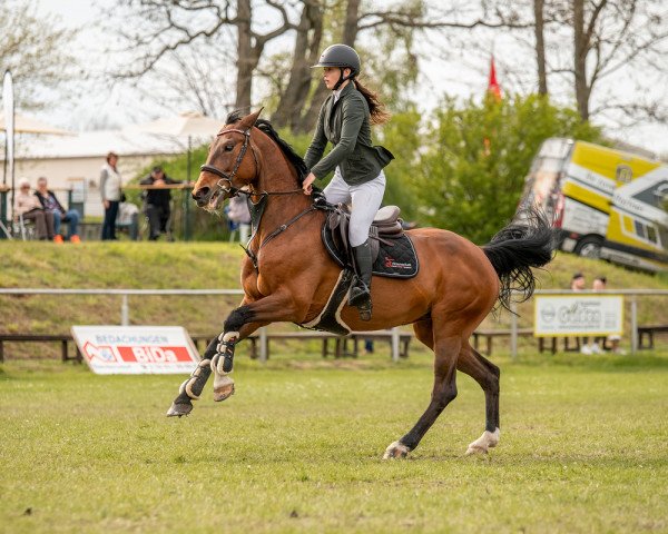 broodmare Special Edition 27 (Hungarian Warmblood, 2005, from Koppány)