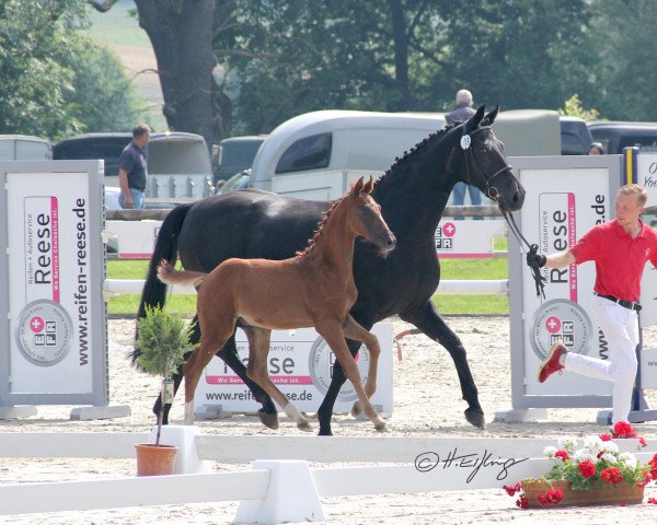 horse Felix (Westphalian, 2021, from Follow Him´s Schönweide)
