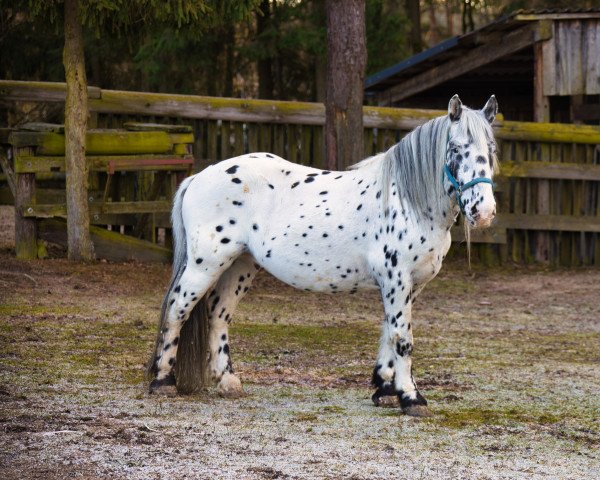 stallion Garsten (Noric, 2011, from Galvano Vulkan XV)