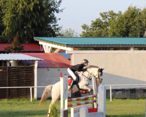 Cavallo da salto My little sunshine (Pony da Sella Tedesco, 2009, di Mighty)