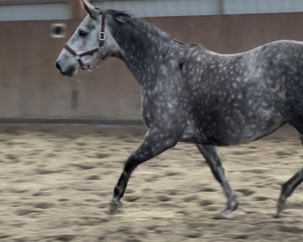 broodmare Romneya (Trakehner, 2016, from Asagao xx)