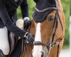 broodmare Caprice VL (German Sport Horse, 2015, from Cellestial)