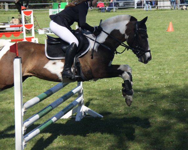 Springpferd Sorento 25 (Pinto/Pony, 2013, von Schabernack)