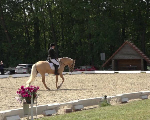 Reitturnier Mettingen 2023
