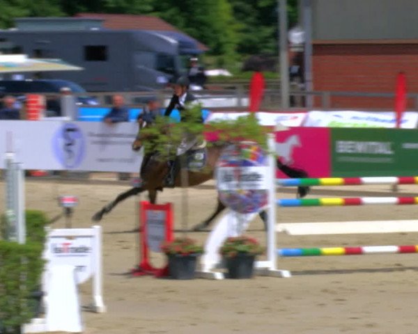 Reitturnier Borken Reitanlage Sportpferde Ehning 2023