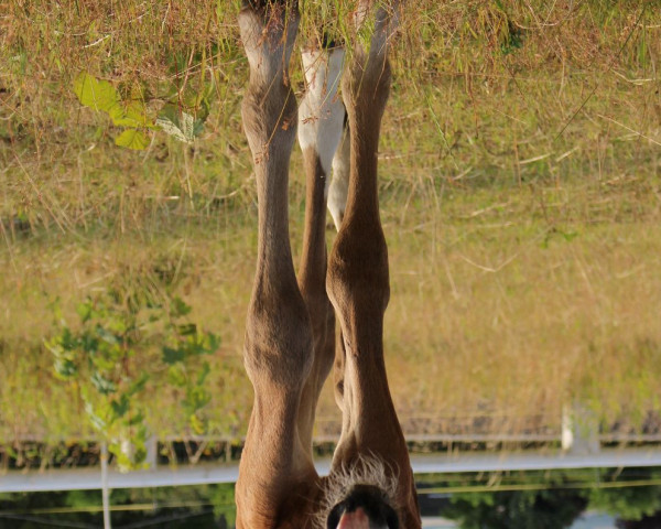broodmare Isaya (German Sport Horse, 2016, from Rosenstern 5)