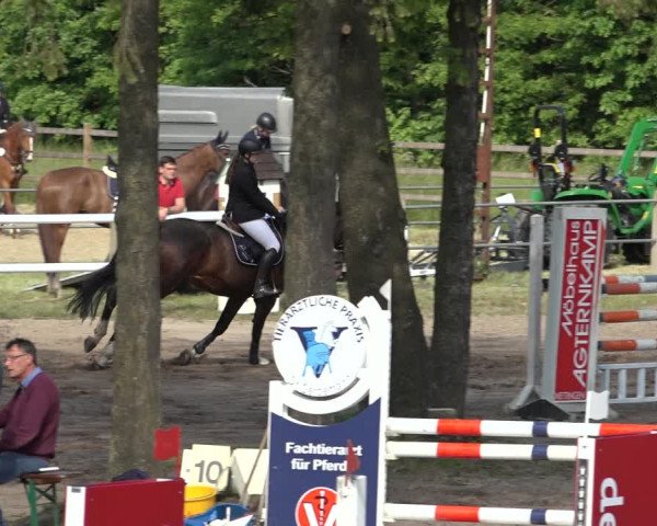 Reitturnier Mettingen 2023